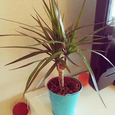 The Cupcake / Kuppikakkuyksioe * Turku